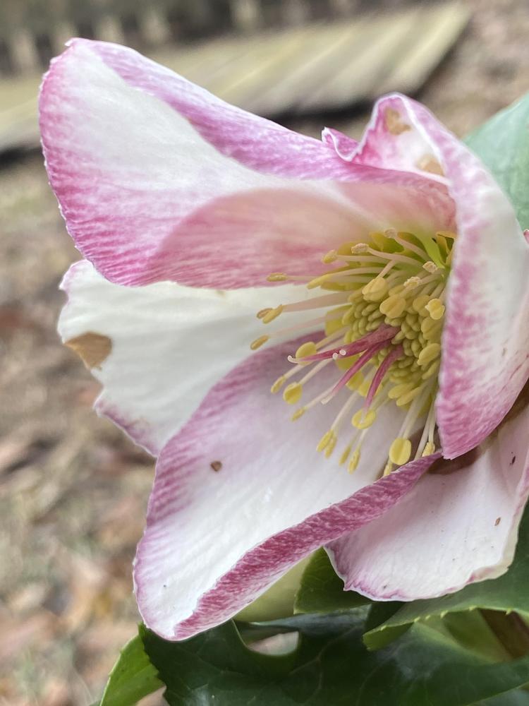 Photo of Lenten Rose (Helleborus Gold Collection® Ice n' Roses Picotee) uploaded by aikenforflowers