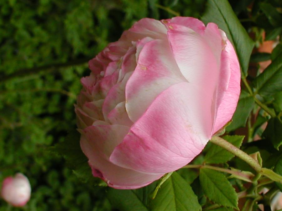 Photo of Rose (Rosa 'Heritage') uploaded by jathton