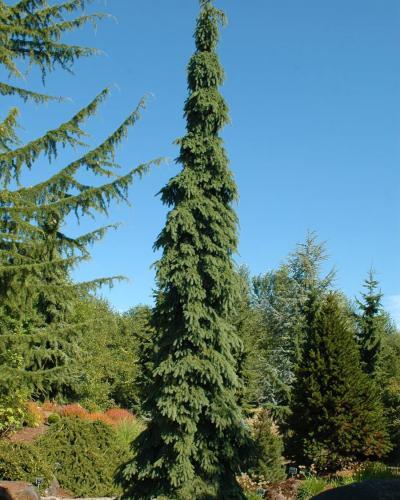 Photo of Weeping White Spruce (Picea glauca 'Pendula') uploaded by Joy