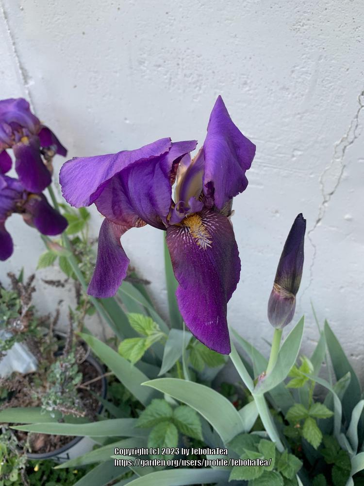Photo of Species Iris (Iris x germanica) uploaded by JebobaTea