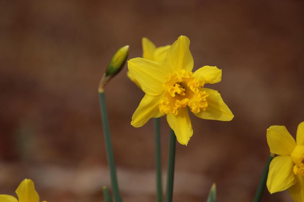 Photo of Daffodils (Narcissus) uploaded by LoriMT