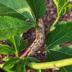 Location: Largo, FL
Date: 2023-02-01
A Gulf Fritillary caterpillar surrounded by a new growth of leave