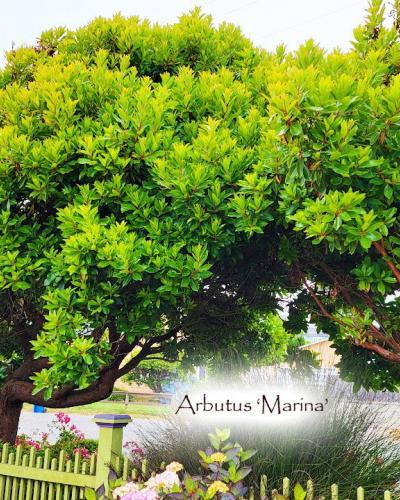 Photo of Strawberry Tree (Arbutus 'Marina') uploaded by Joy