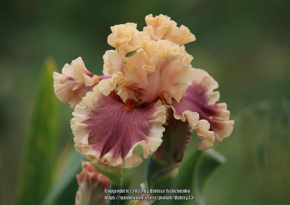 Photo of Tall Bearded Iris (Iris 'Painted Words') uploaded by Valery33