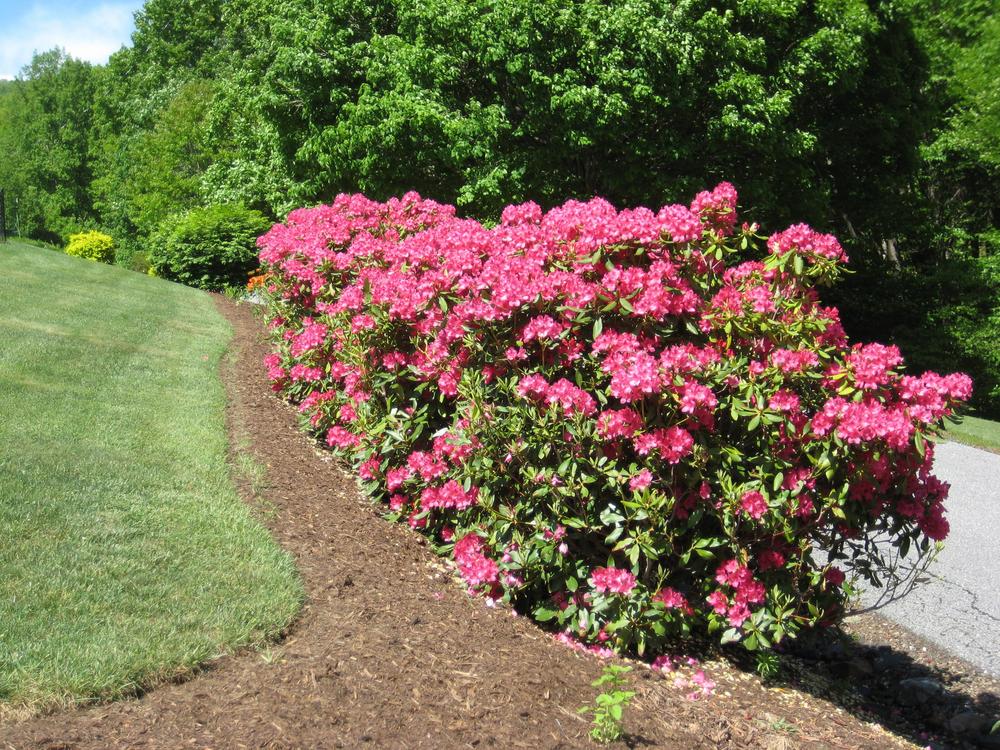Photo of Rhododendrons (Rhododendron) uploaded by 2Dogsmother