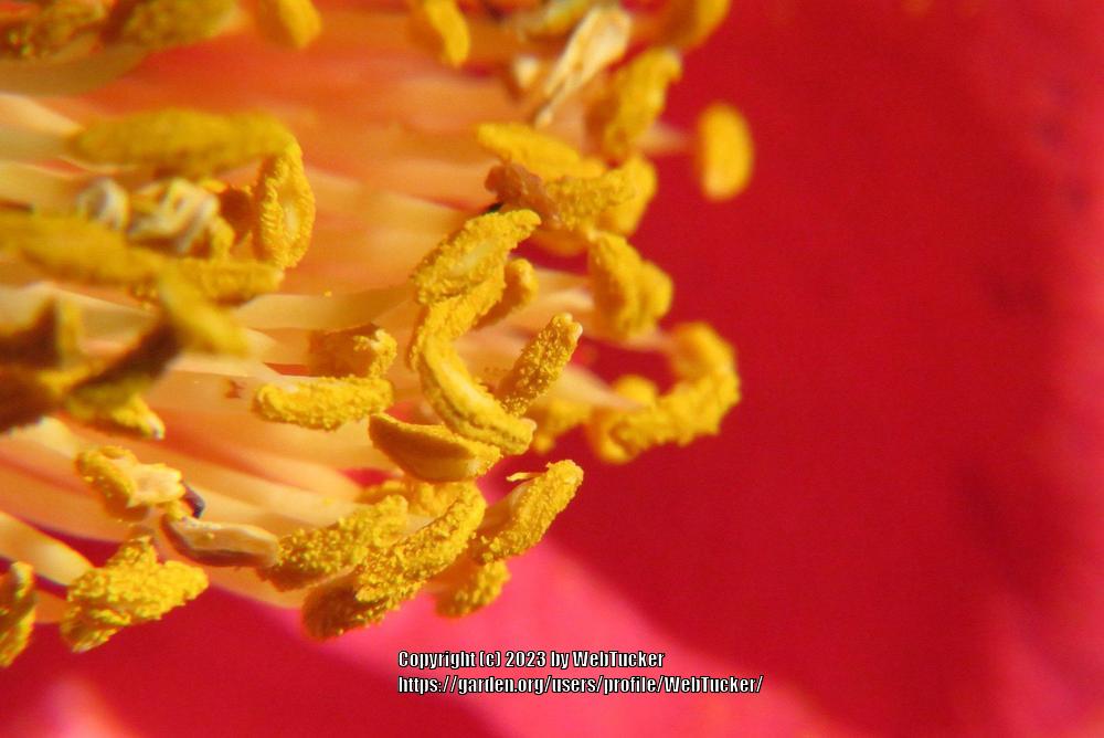 Photo of Japanese Camellia (Camellia japonica) uploaded by WebTucker