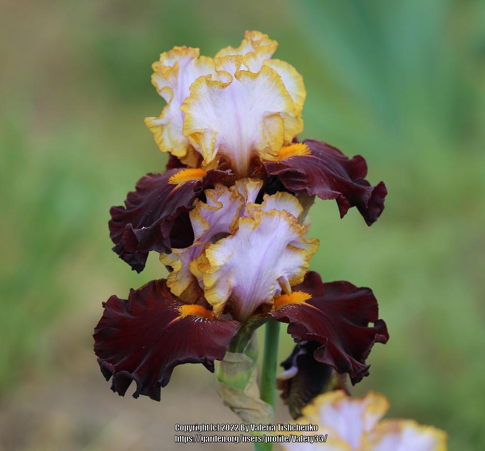Photo of Tall Bearded Iris (Iris 'Plot Line') uploaded by Valery33