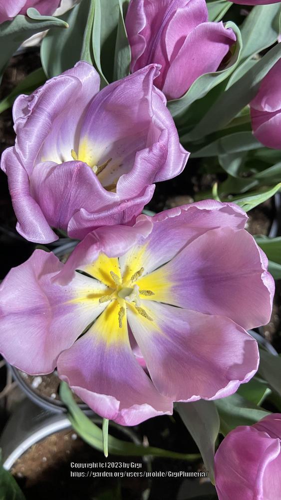 Photo of Tulips (Tulipa) uploaded by GigiPlumeria