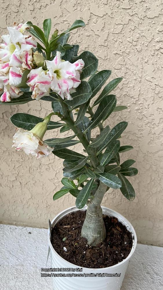 Photo of Desert Rose (Adenium obesum 'Picollo') uploaded by GigiPlumeria