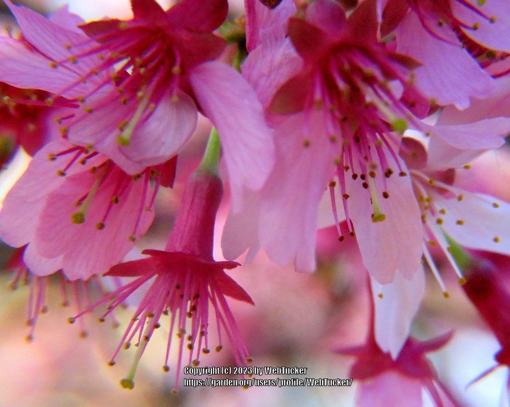 Photo of Taiwan Cherry (Prunus campanulata) uploaded by WebTucker
