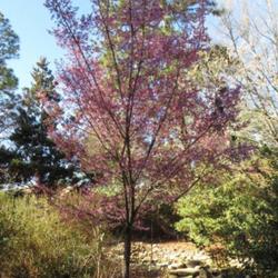 Location: Sandhills Horticultural Gardens Southern Pines, NC (Atkins hillside garden)
Date: February 14, 2023
Taiwan cherry #169 nn; LHB p. 543, 95-44-28, "Classical name of p