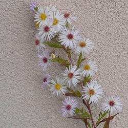 Location: Nora's Garden - Castlegar, B.C.
Date: 2022-11-02
There is a subtle beauty in the aging of this variety of Aster.