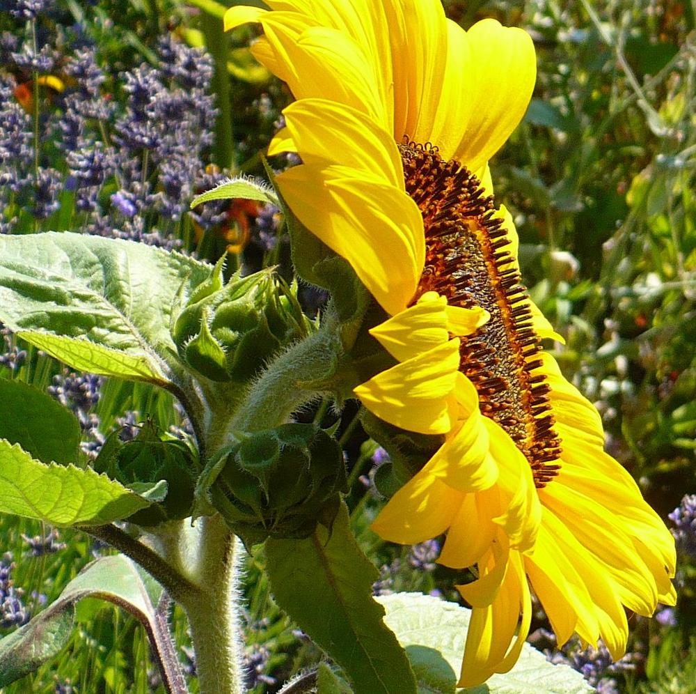 Photo of Sunflowers (Helianthus annuus) uploaded by HemNorth