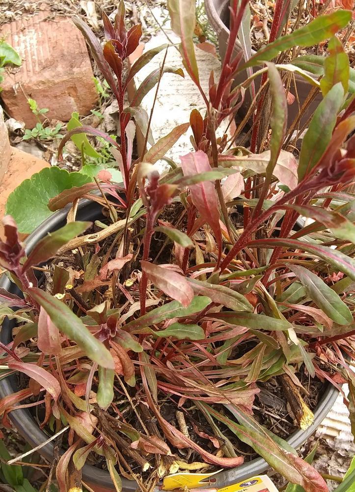 Photo of Appleblossom Grass (Oenothera lindheimeri Belleza™ Dark Pink) uploaded by purpleinopp