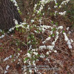 Location: Aberdeen, NC (Midway road)
Date: February 23, 2023
Thunberg's Meadowsweet #178 nn; MBG, "Genus name comes from the G