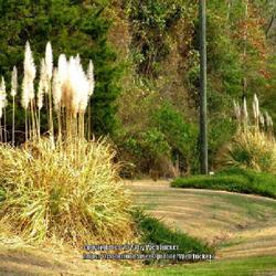 Location: Aberdeen, NC (Midway road)
Date: February 23, 2023
Pampas grass #179 nn; LHB p. 159, 25-60-1, "Greek, 'cutting' in r
