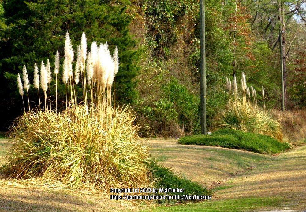 Photo of Uruguayan Pampas Grass (Cortaderia selloana) uploaded by WebTucker