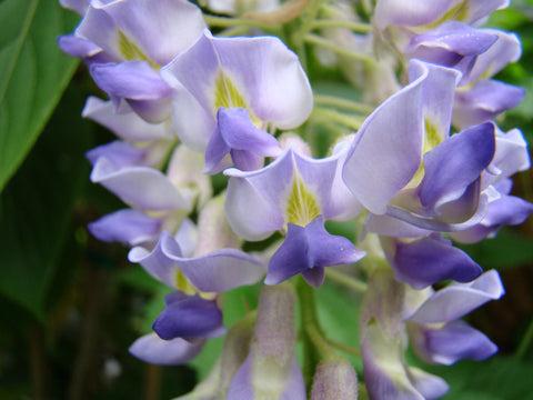 Photo of American Wisteria (Wisteria frutescens 'Blue Moon') uploaded by Joy
