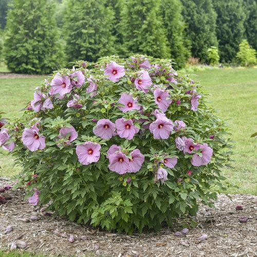 Photo of Hybrid Hardy Hibiscus (Hibiscus Summerific™ Lilac Crush) uploaded by Calif_Sue