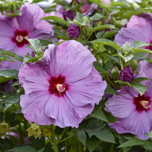 Photo of Hybrid Hardy Hibiscus (Hibiscus Summerific™ Lilac Crush) uploaded by Calif_Sue