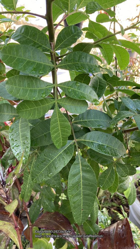 Photo of Brazilian Pepper Tree (Schinus terebinthifolia) uploaded by GigiPlumeria