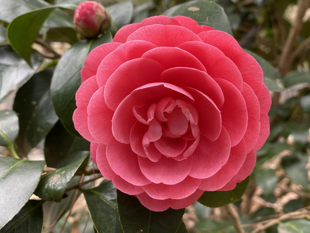 Photo of Camellias (Camellia) uploaded by SL_gardener