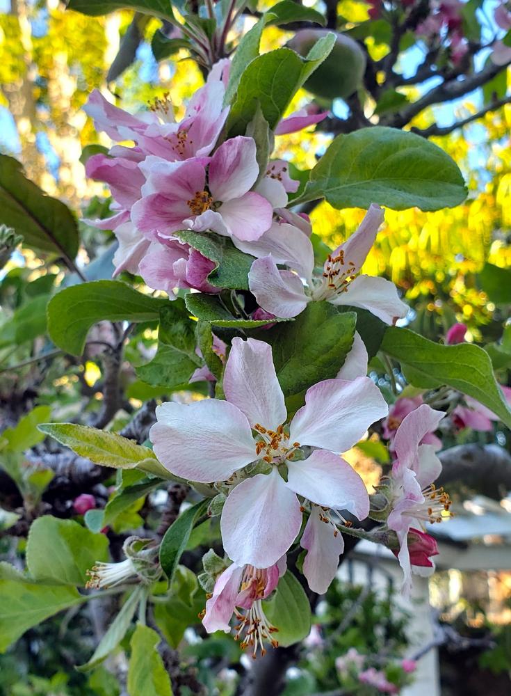 Photo of Apple (Malus domestica 'Anna') uploaded by CaliforniaPeach