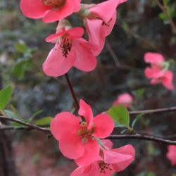 Location: Aberdeen, NC (N. Sycamore street)
Date: February 27, 2023
Japanese quince #180 nn; LHP  513, 95-24-3 Greek compound of 2 sp