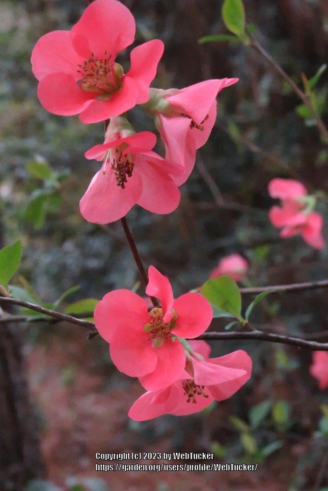 Photo of Flowering Quince (Chaenomeles japonica) uploaded by WebTucker