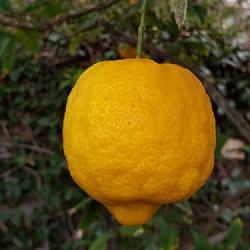 Location: Orange County, California
Date: 2023-03-04
Possibly a Verna Lemon