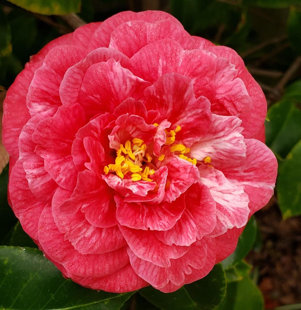 Photo of Camellias (Camellia) uploaded by CaliforniaPeach