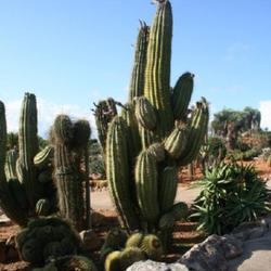 Location: Botanical Garden 'Botanicactus' - Mallorca
Date: 2010-11-06