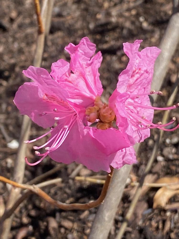 Photo of Korean Rhododendron (Rhododendron mucronulatum) uploaded by SL_gardener