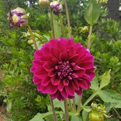 Location: Seattle, Washington: woodland park rose garden 
Date: 2016-07-04