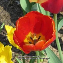 Location: Southern Pines, NC
Date: March 6, 2023
Garden Tulip #187 nn; LHB p. 219, 33-1-?, "Oriental name for turb