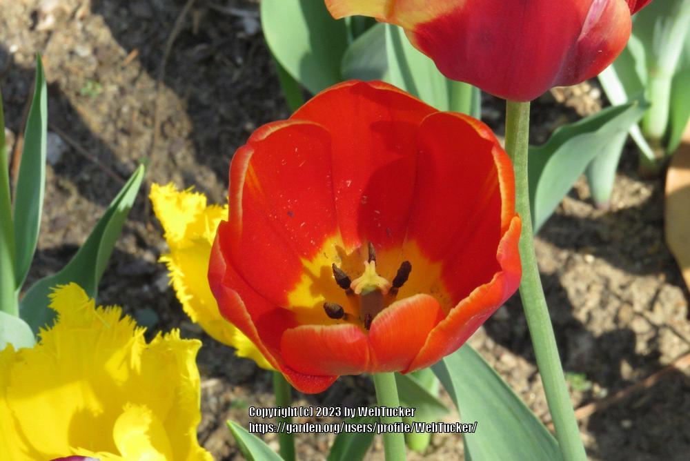 Photo of Tulips (Tulipa) uploaded by WebTucker