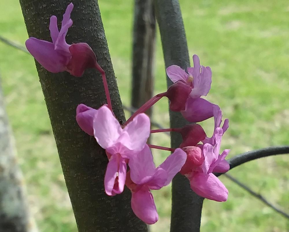Photo of Eastern Redbud (Cercis canadensis) uploaded by TomatoNut95