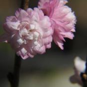 Flowering Almond #190 nn; LHB page 542, 95-19, "Classical name of