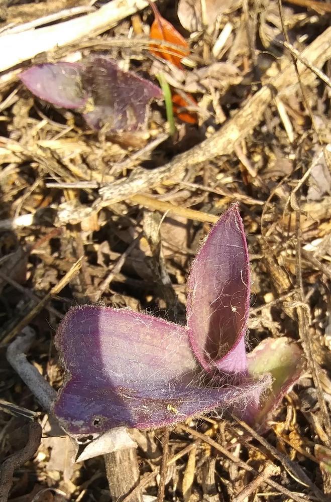 Photo of Purple Heart (Tradescantia pallida) uploaded by purpleinopp