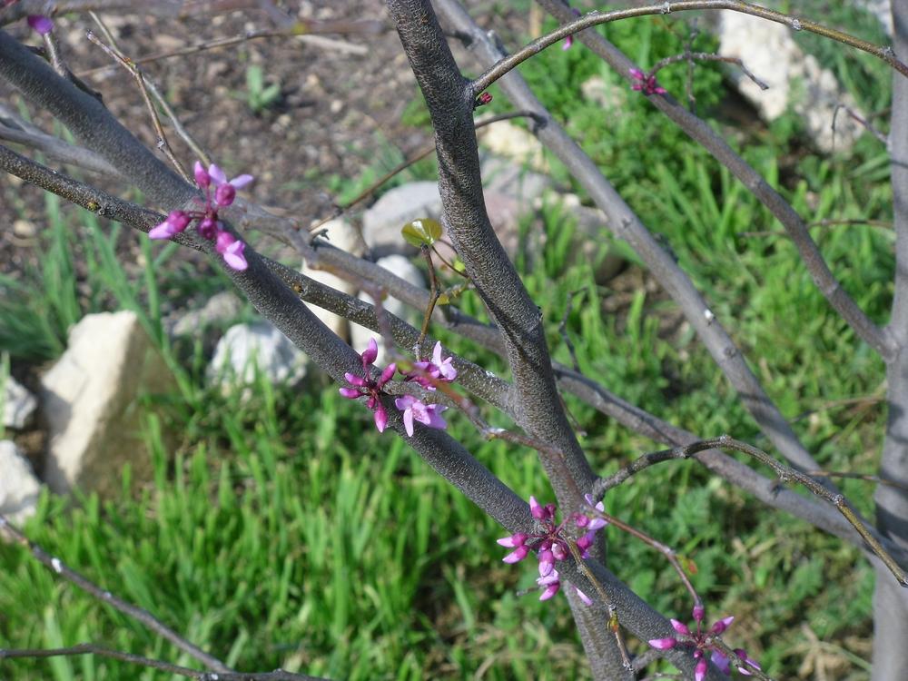 Photo of Eastern Redbud (Cercis canadensis) uploaded by Flowerlover6
