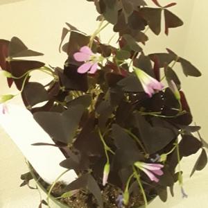 Pretty purple flowers with almost black leaves