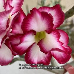 Location: My garden in Tampa, Florida
Date: 2023-03-15
My desert rose, ‘Double Noble’