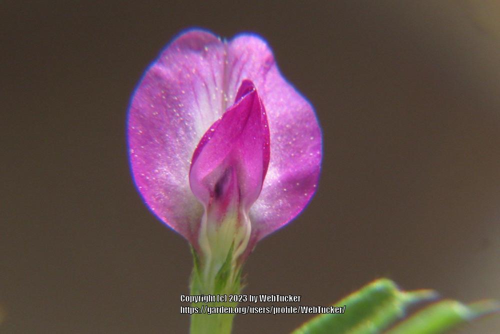 Photo of Common Vetch (Vicia sativa) uploaded by WebTucker