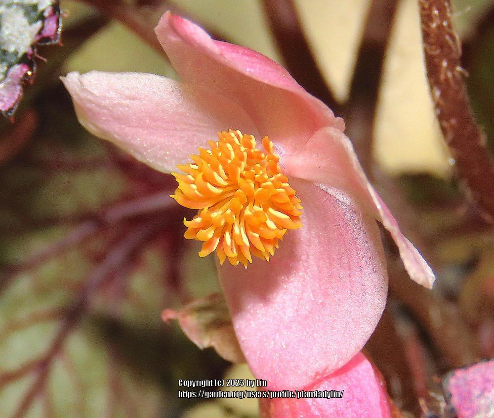 Photo of Begonias (Begonia) uploaded by plantladylin