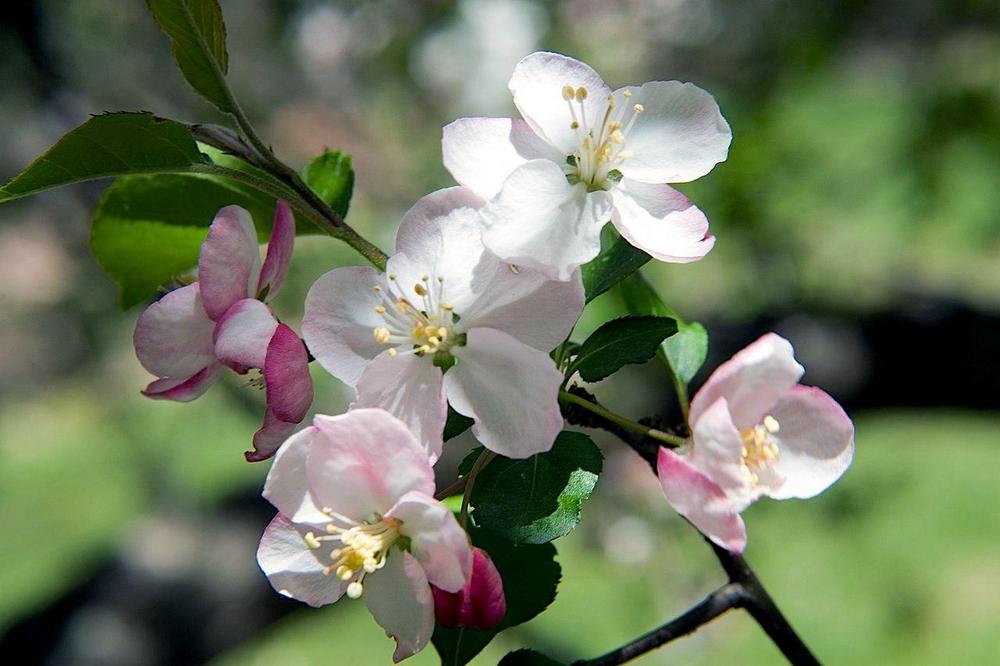 Photo of Flowering Crabapple (Malus 'Mary Potter') uploaded by scvirginia