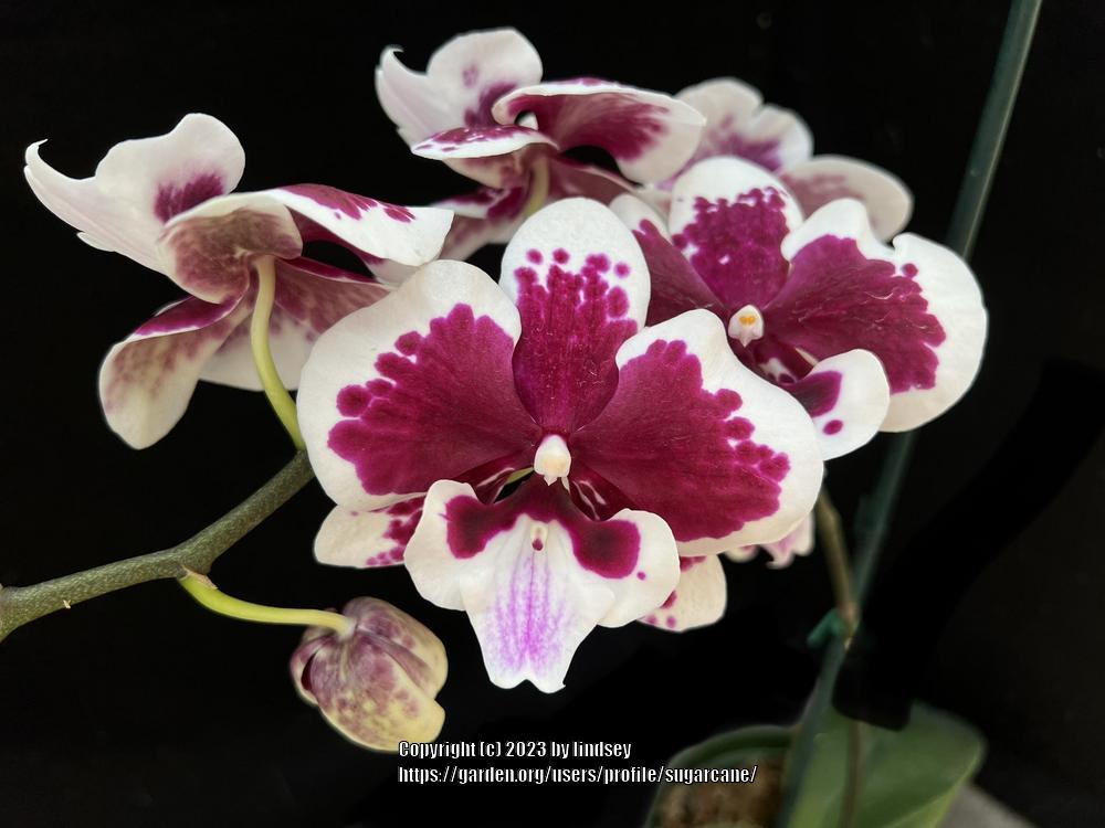 Photo of Orchid (Phalaenopsis I-Hsin Fantastic Pearl) uploaded by sugarcane