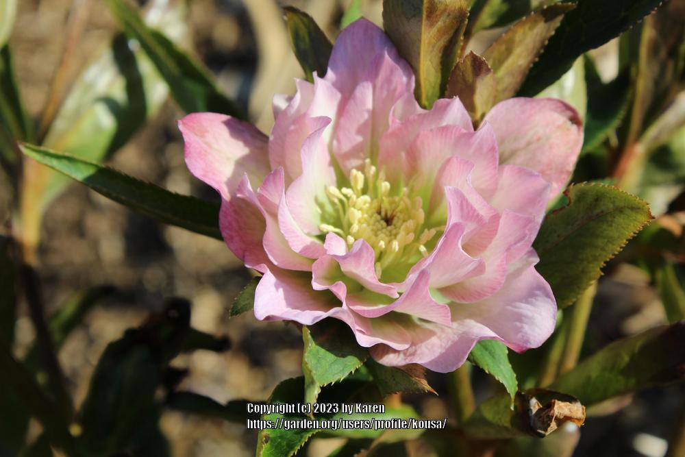 Photo of Lenten Rose (Helleborus Wedding Party™ Flower Girl) uploaded by kousa