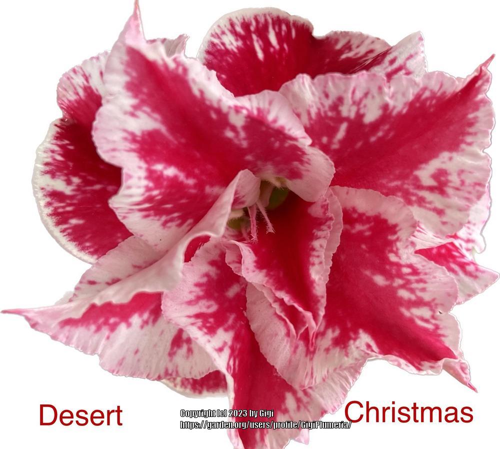 Photo of Adenium (Adenium obesum 'Desert Christmas') uploaded by GigiPlumeria