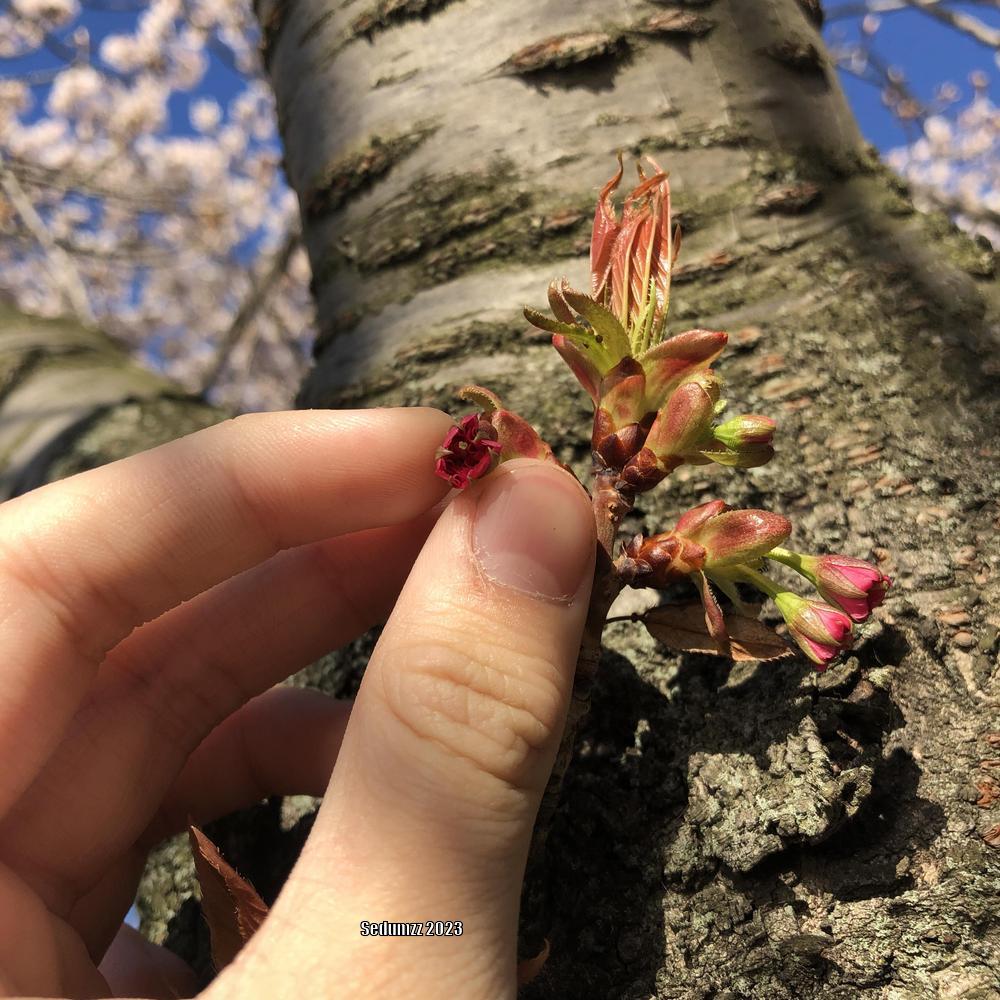 Photo of Prunus uploaded by sedumzz