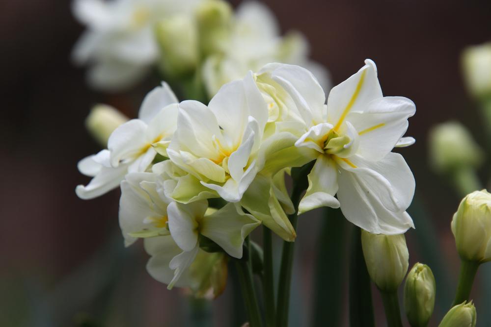 Photo of Double Daffodil (Narcissus 'Sir Winston Churchill') uploaded by LoriMT